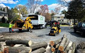 Best Root Management and Removal  in Mccla, AL