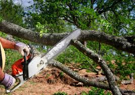 Best Hazardous Tree Removal  in Mccla, AL