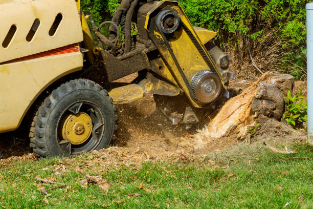 Best Grass Overseeding  in Mccla, AL