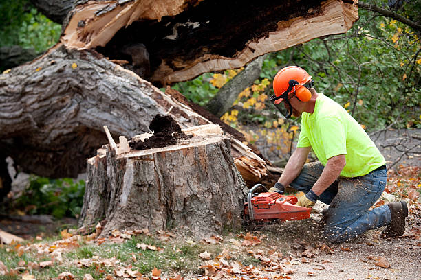 How Our Tree Care Process Works  in  Mccalla, AL