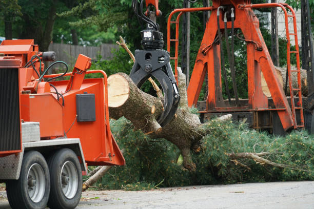 Best Palm Tree Trimming  in Mccla, AL