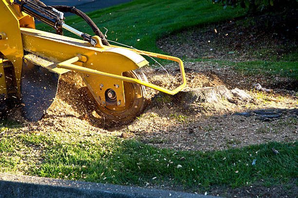 Best Tree Cabling and Bracing  in Mccla, AL
