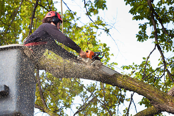Trusted Mccalla, AL Tree Services Experts